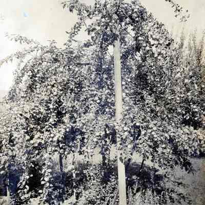 Apple Tree on William Beard Farm Clearmont