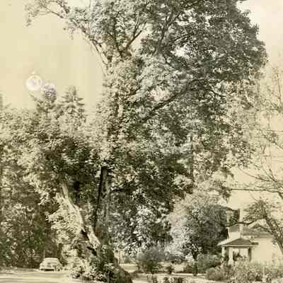 Pow Wow Maple Tree 1930's - Gladstone, Oregon