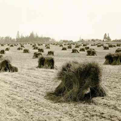 Lone Elder 1930 - Flax Fibre Drying in Field