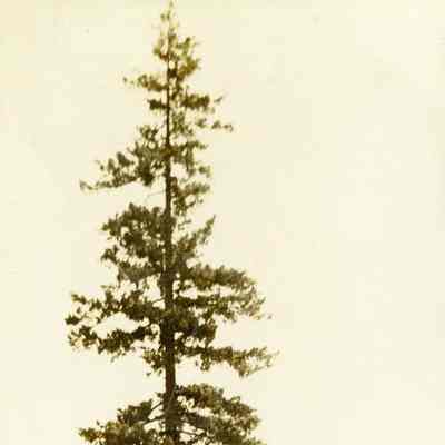Canby - Douglas Fir 250 ft. Tall