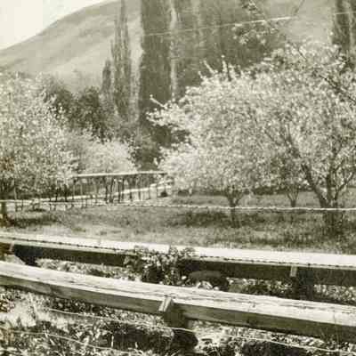 Cross Collection - Fleck Orchard