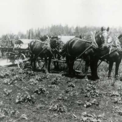 Happy Valley - Horse Drawn Road Equipment - 1915
