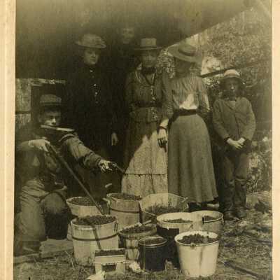 Unidentified Group with Cherry Harvest.