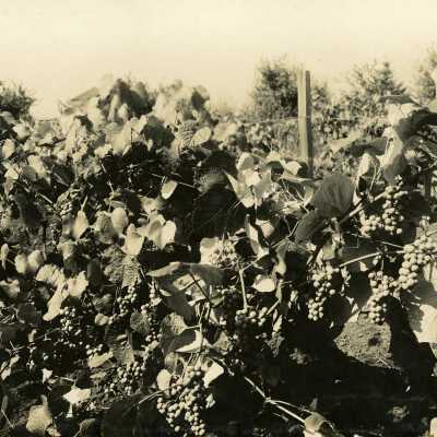 Grapes on the Farm of Dr. T.E. Beard.