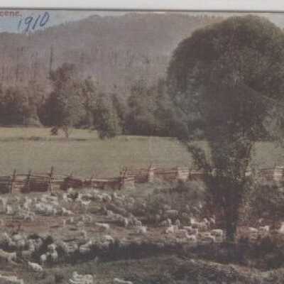Animals - Angora Sheep in Corral - Oregon City, Oregon 1910