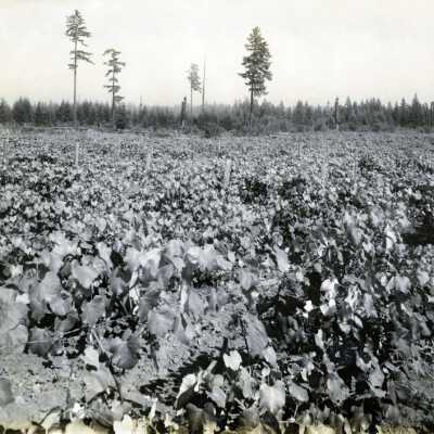 Vineyard of Dr. T.E. Beard.