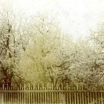 Cherry Trees in Lewelling Orchard, 1920s.: Copyright: Clackamas County Historical Society; Origformat: Print-Photographic