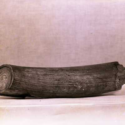 Animal Tusk - Negative