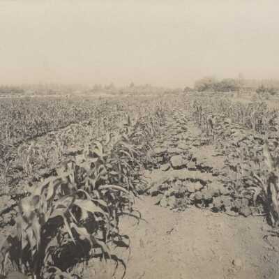 Needy - Farm Corn and Pumpkins