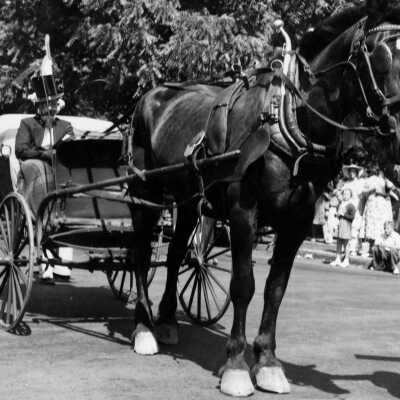 Parade Horse and Buggy
