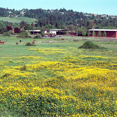 Happy Valley School 1980s