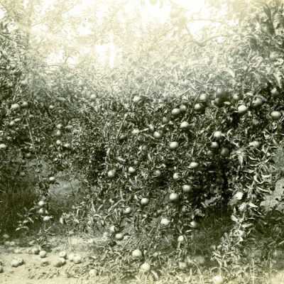 Seth Lewelling Apple Orchard, Milwaukie, Oregon: Copyright: Clackamas County Historical Society; Origsize: 5x7; Origformat: Print-Photographic