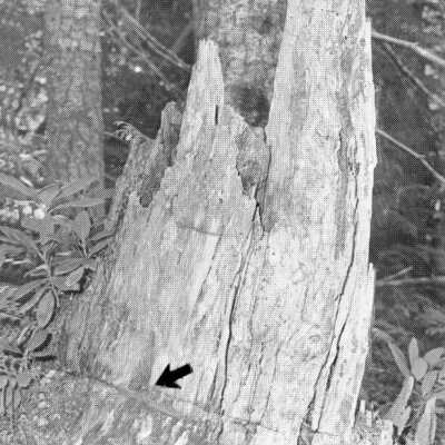 Rope Burn Tree Stump, Wagons, Mt. Hood, Laurel Hill, 1975.: Copyright: Clackamas County Historical Society; Origsize: 3x5; Origformat: Print-Photographic