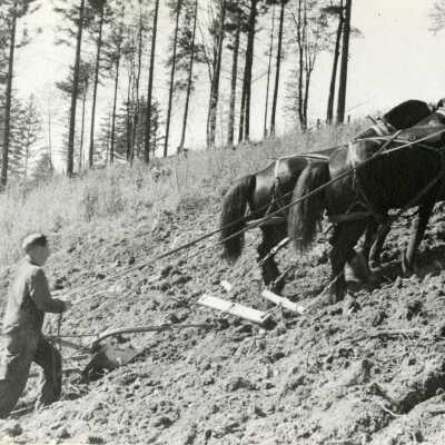 Clyde Scoffins plowing with horse team