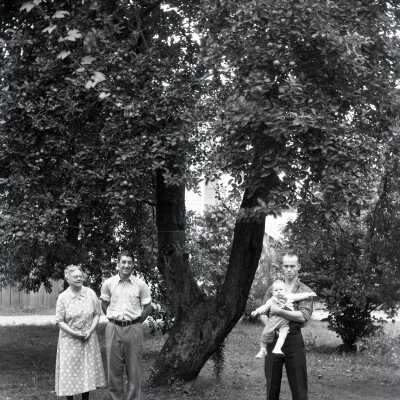Abernethy Apple Tree in Burns Yard.