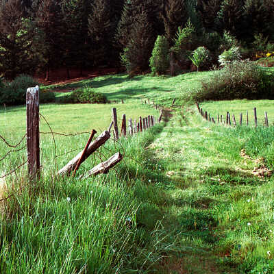 Old Tractor Road in Happy Valley. 1980's