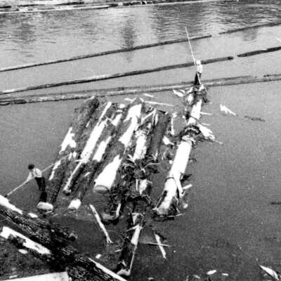 Log rafting, Willamette River, Oregon City, 1930's.