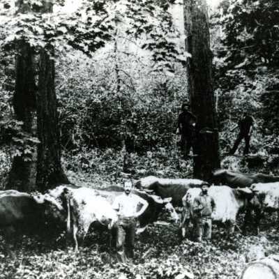 Logging on Minthorne Hill in East Milwaukie