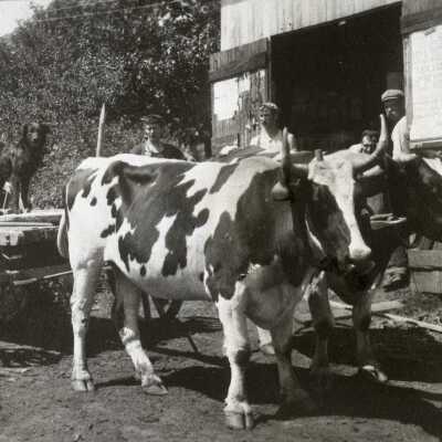 Oxen at Blacksmith Shop