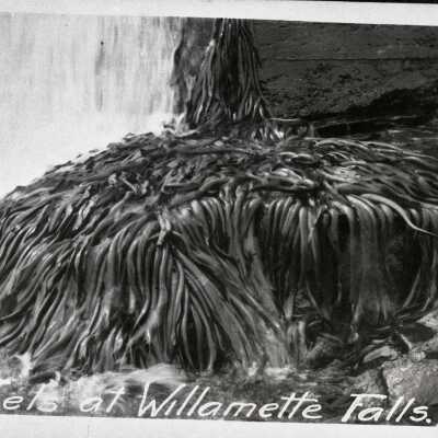 Willamette Falls 1913 - Lamprey Eels