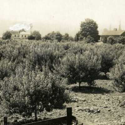 Peach Orchard of Mrs. Anna S. Hayes.: Origsize: 8" x 10"; Origformat: Print-Photographic
