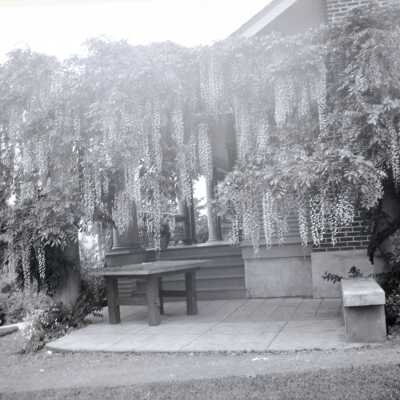 House Exterior with Wisteria, #2.