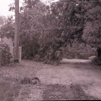 Columbus Day Wind Storm Aftermath: Fallen Tree on Garage, #2.