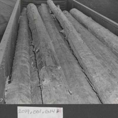 Photograph - Logging Scene - Logs in Railcar - 1952