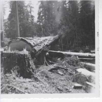 Logging
