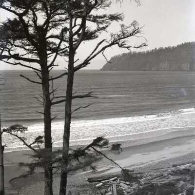 Trees at Beach Cape Lookout - Boy Scout Camp Merriwether, Oregon - Negative