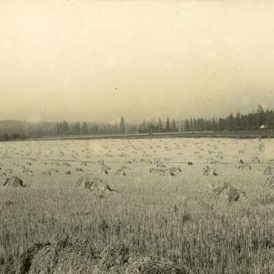 Wheat Field on George Brown Farm.