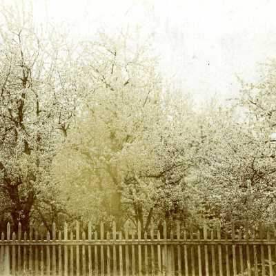 Cherry Trees in the Seth Lewelling Orchard in East Milwaukie.