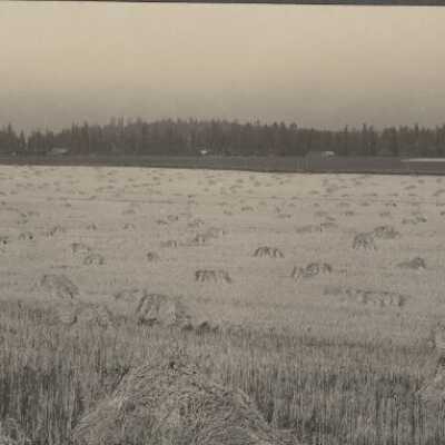 Wheat of George Brown, New Era