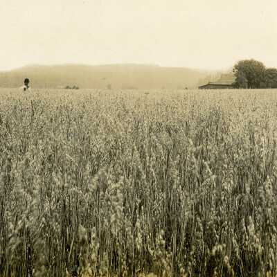 Man in Oat Field.
