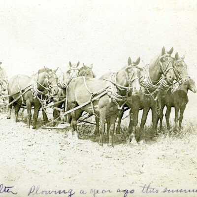 Walter and his team of horses - Note: "Walter Plowing a Year Ago this Summer" Plowing a Year Ago this Summer
