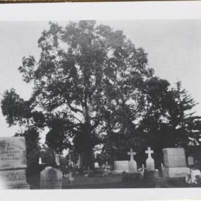 Oregon City 1955 - Pioneer Oak at Mountain View Cemetery