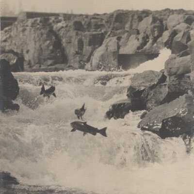 Willamette Falls 1930 - Salmon Jumping