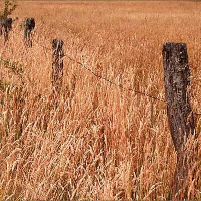 Old Split Cedar Post Fence.: Origformat: Other