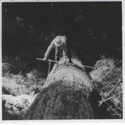 Logging