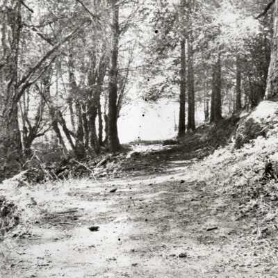 Rose Farm Park Path