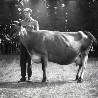 Boy with Calf.