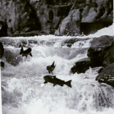 Willamette Falls 1931 - Fish Ladder