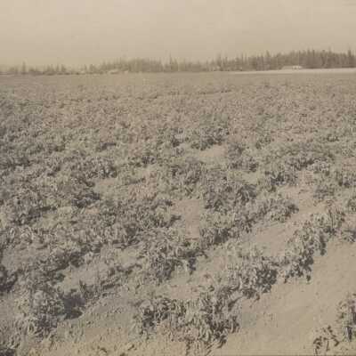 Potato field of george Brown, New Era