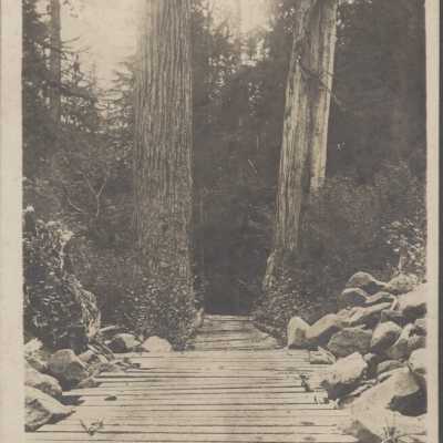 Wooden Wagon Road in Woods - No Date - Geoloey
