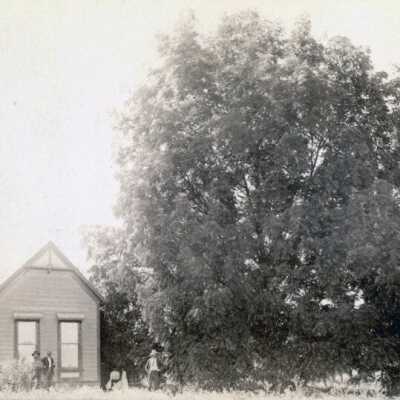 Unidentified House with large tree.: Copyright: None; Origsize: 3"x5"; Origformat: Print-Photographic