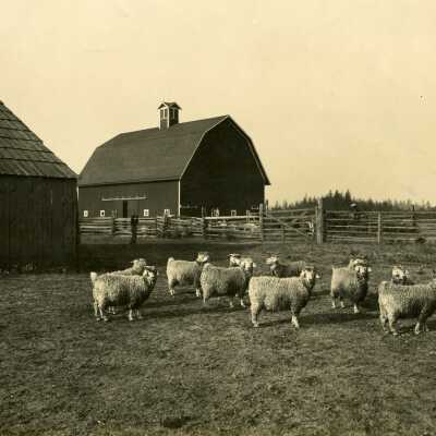 Jersey Cattle on Farm of A.D. Gribble.