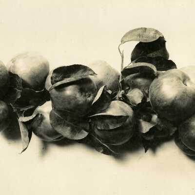 Gravenstein Apples, grown by O.D. Eby