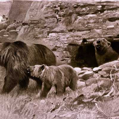 Photographs of animals from a book for Mr. Bush