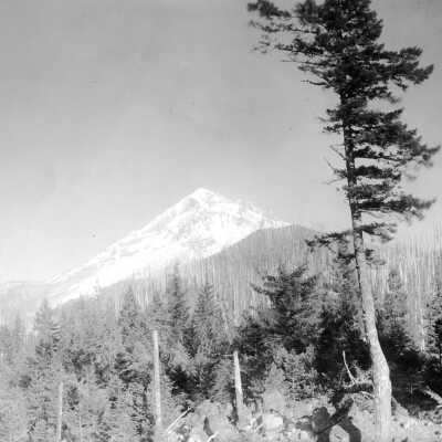 Mt. Hood, "stick farm" snags from forest fire.