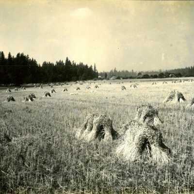 Maple Lawn Farm, owned by W.J.W. McCord, Twilight.: Origsize: 8" x 10"; Origformat: Print-Photographic